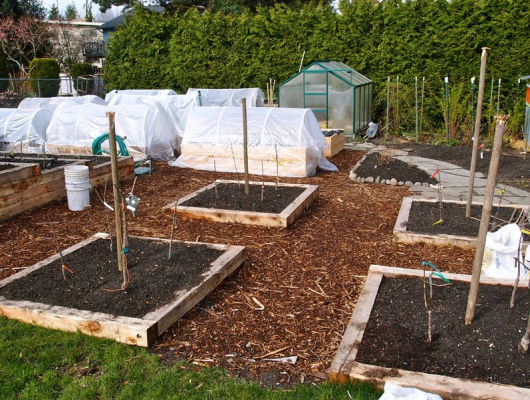 backyard orchard prep