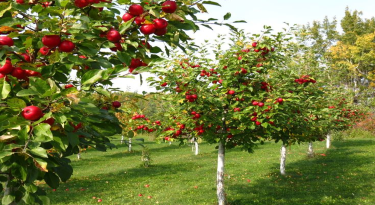 How to Build your Own Backyard Fruit Tree Orchard - Brazo ...