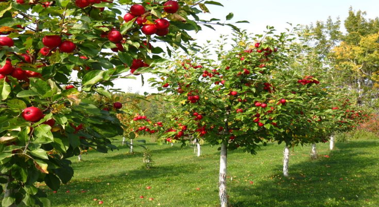 How to Build your Own Backyard Fruit Tree Orchard – Brazo's Valley