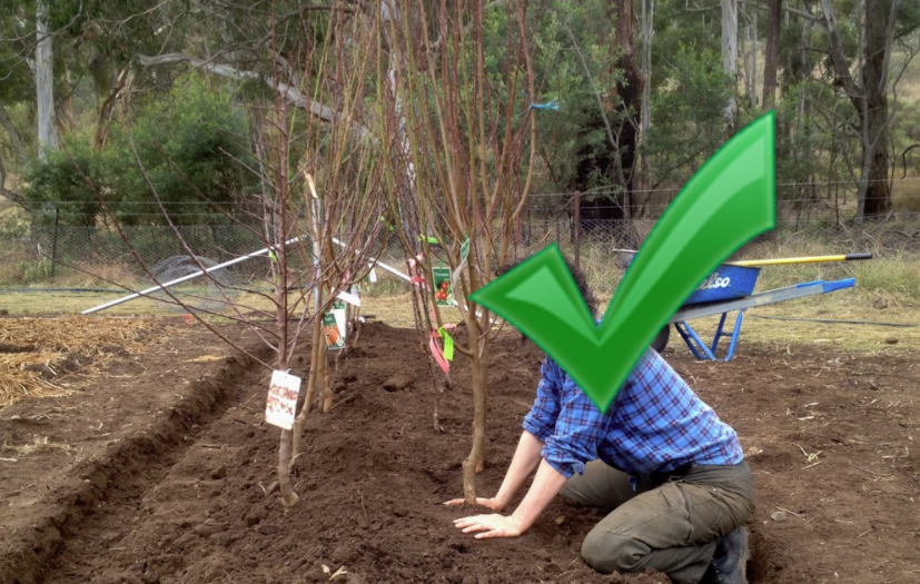 planting your trees