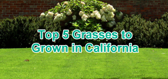 top 5 grasses to grow in california